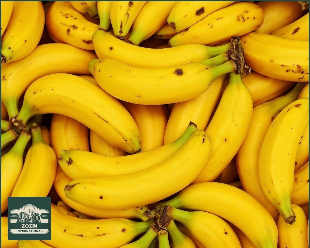 Cavendish Bananas