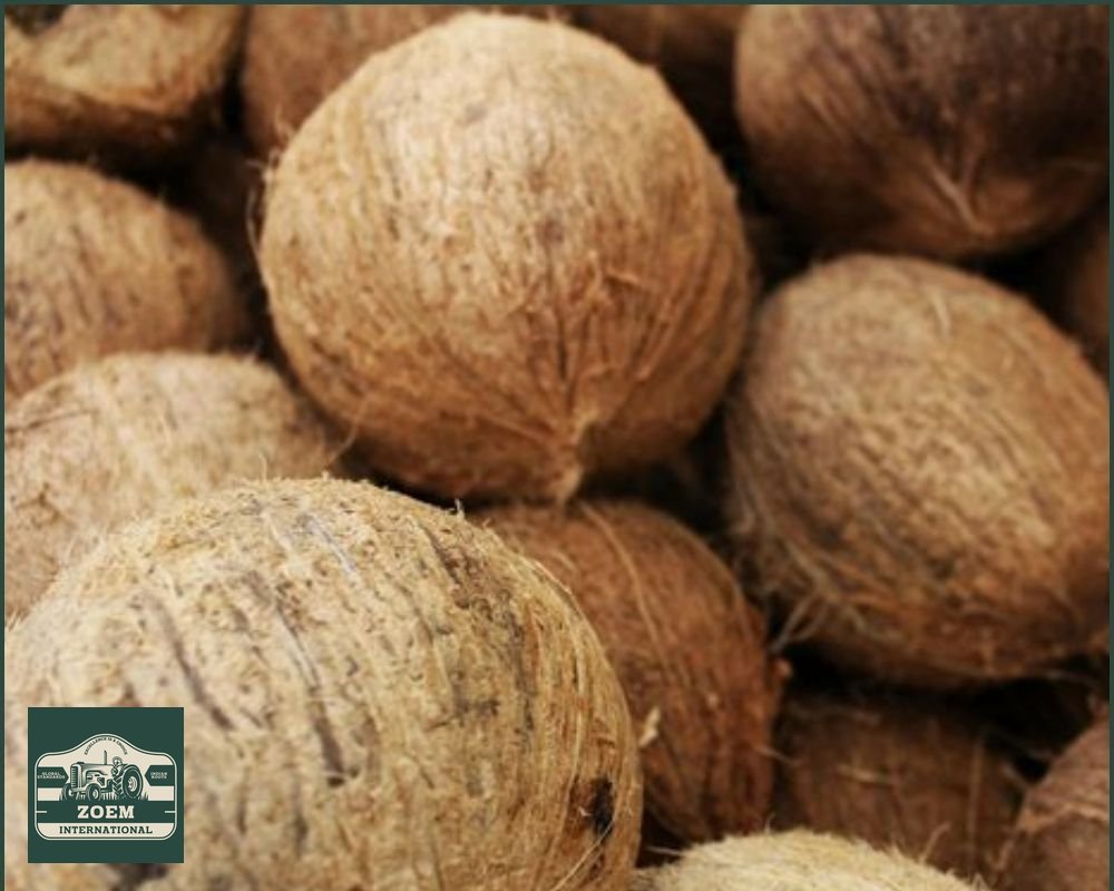 Coconuts