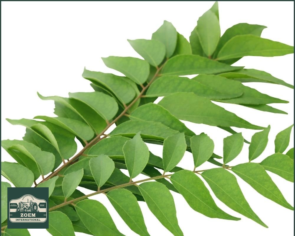 Curry Leaves