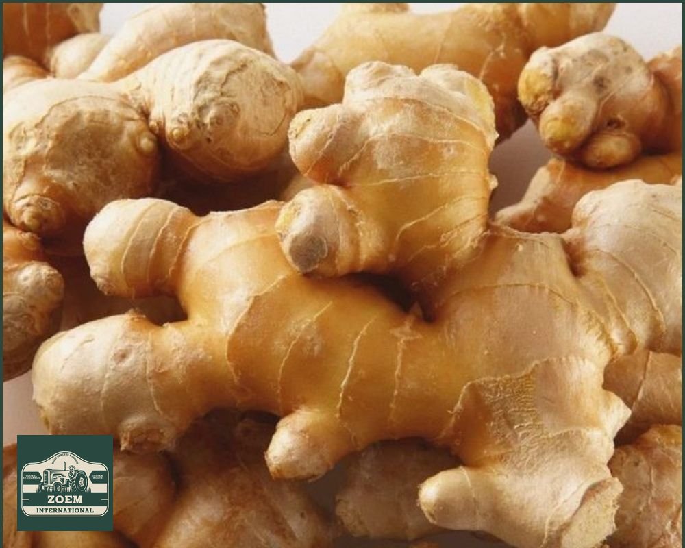 Ginger