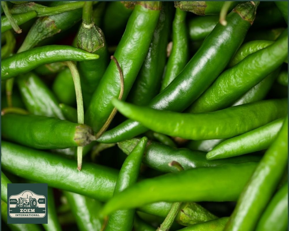 Green Chilli