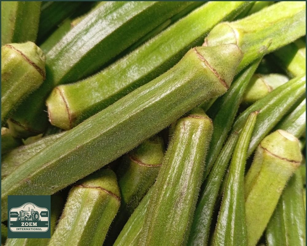 Okra
