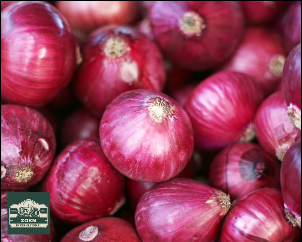 Onions & Shallots
