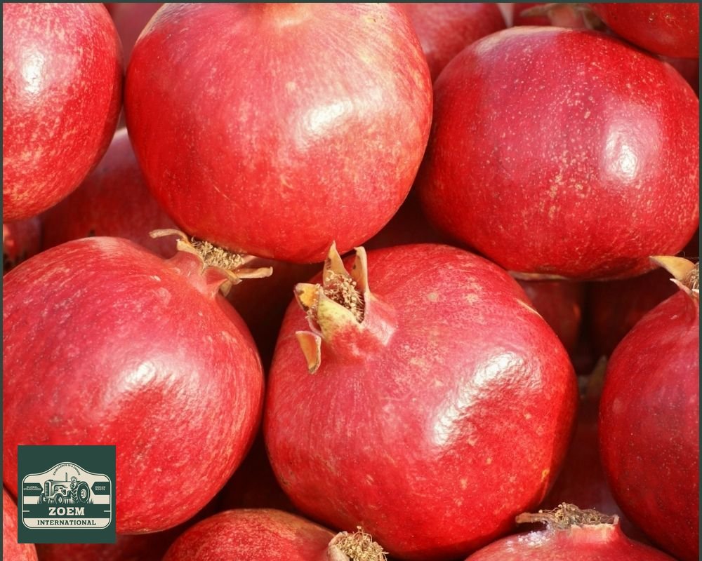Pomegranates