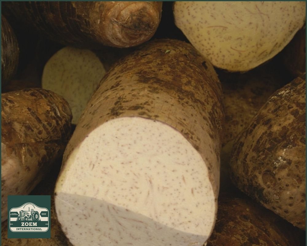 Indian Yam (Elephant Foot Yam)